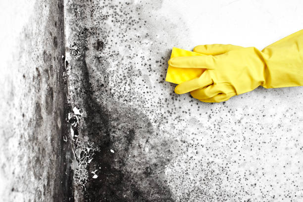 Best Biohazard Mold Removal  in Fitzgerald, GA