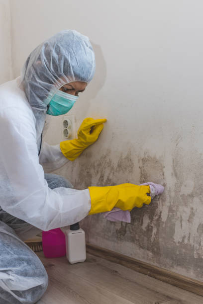 Best Black Mold Removal  in Fitzgerald, GA